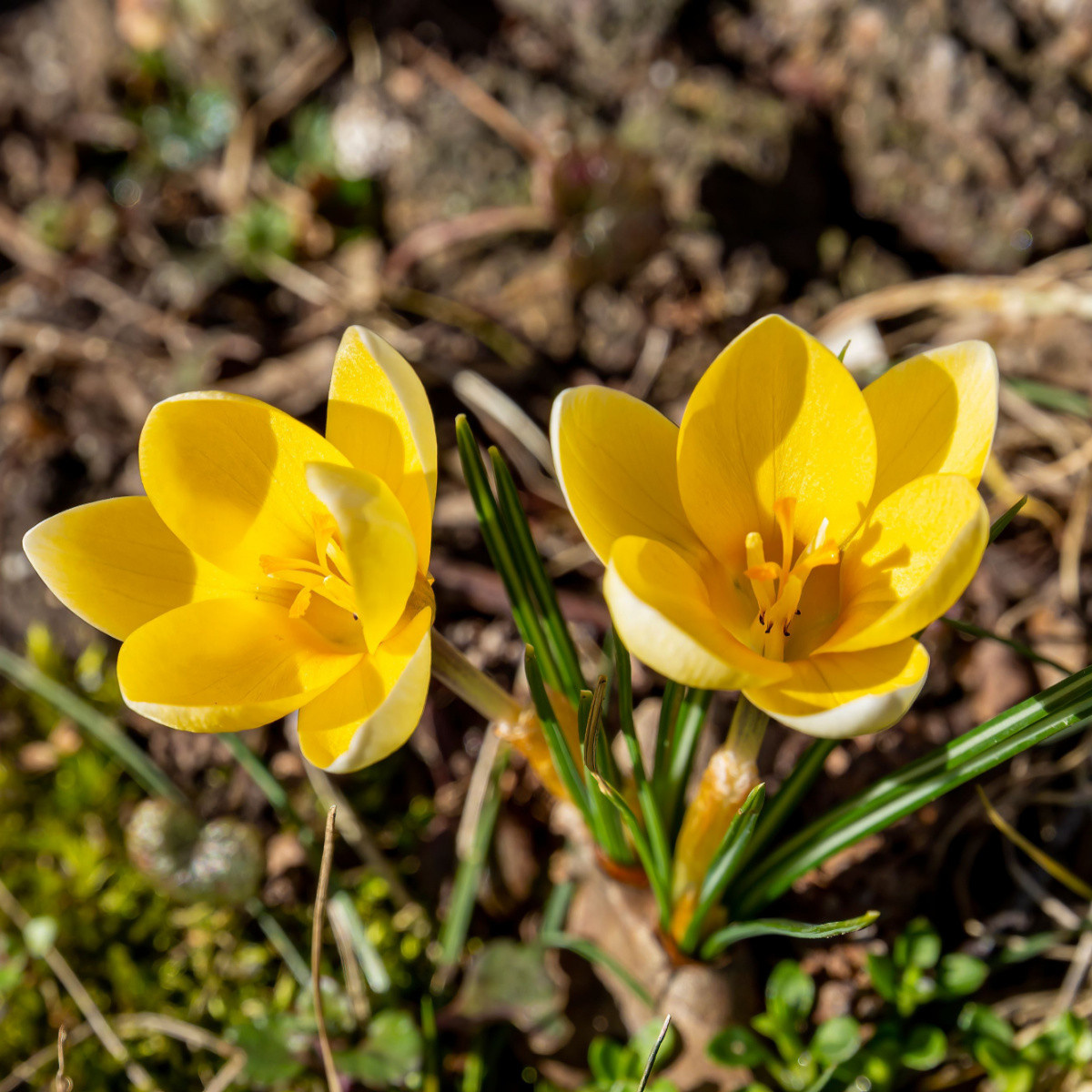 krokus-romance-zluty-crocus-chrysanthus-cibuloviny-3-ks.jpg